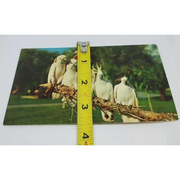 Gulf Stream Card Cockatoos At Hialeah Park Florida Miami Bird Postcard Animal - Picture 11 of 12